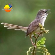 Burung Ciblek Gunung Cigun Jantan