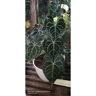 Anthurium Kuping Gajah Karet /Tarantula / Clarinervium Size Remaja