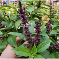 1000+++pcs  BIJI BENIH THAI BASIL / KEMANGI /BASIL SEED