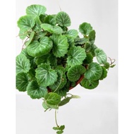 Saxifraga stolonifera, Strawberry Begonia (0.2cm) in plastic pot of 15cm diameter