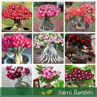 🌼Desert Rose Seeds | Mixed Color | High Germination | Balcony Potted | HOT SALE