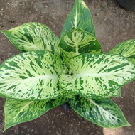 promo Aglonema diven tisu brazil/aglaonema sparkel blanceng (tanaman