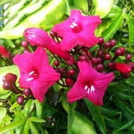 Pokok bunga menjalar ( bunga pink terang)