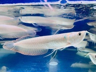 arwana silver red / silver brazil ukuran 6-7cm paling murah