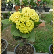 ต้นโป๊ยเซียน สีเหลือง ดอกใหญ่ ชอบแดด ทนร้อนเลี้ยงง่าย สวยงาม มงคล โป๊ยเซียนสีเหลืองดอกใหญ่(อ่างทอง/เศรษฐีอ่างทอง)