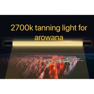 T5 Uvb 2700K Arowana tanning light for fish aquarium. Proven Yellow hasten the tanning progress