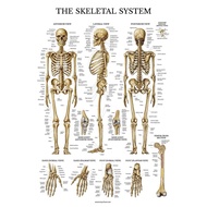 Laminated Human Skeletal System Anatomy Poster  Educational Wall Decor for Home  Office Detailed Ana