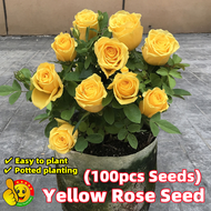 ปลูกง่าย ปลูกได้ทั่วไทย (100เมล็ด/ซอง) เมล็ดพันธุ์ กุหลาบเลื้อย กุหลาบ สีเหลือง Yellow Rose Seeds for Planting Japanese Roses Plants Seeds เมล็ดพันธุ์แท้ กุหลาบหิน เมล็ดพันธุ์ กุหลาบเลื้อย สีเหลือง เมล็ดบอนสี ดอกไม้ เมล็ดพันธุ์ เมล็ดดอกไม้ ต้นไม้มงคล