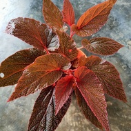 [Ready Stock] Begonia Maurice Amey/ 莫里斯秋海棠/红叶
