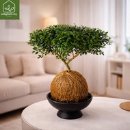 Murraya Dwarf Bonsai 达摩九里香 Kokedama Moss Ball | Indoor Bonsai Plant | Feng Shui Lucky Plant | Letspl