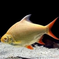 ikan kaviat albino jumbo size 28cm tank mate predator