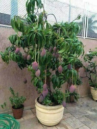 Pokok Hidup Mangga Irwin Hybrid Live Plant