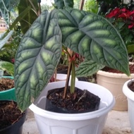 Ready Alocasia Dragon Scale Alocasia Dragon