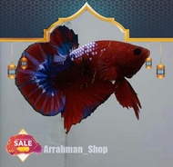ikan cupang hellboy / cupang helboy / cupang helboi bold fccp terkeren