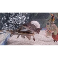 ANPRAQUATIC - IKAN CATFISH LEOPARD JUMBO DAN COLOMBIA JUMBO