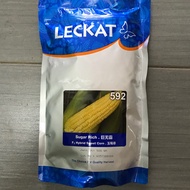 500g Leckat Sugar Rich 592 (F1 Hybrid)