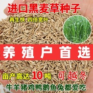 Imported Rye Grass Seeds for Cultivation, Four-Season Pasture Seeds, Perennial Fish Grass, Cold-Resi