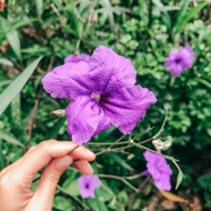 Pokok Mexican Petunia | Dwarf Ruellia | Wild Petunia | Ruellia Purple | Pink