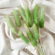 Dried Candy Colour Lagurus/Rabbit Tail Kelinci Bunga Kering Warna - GREEN