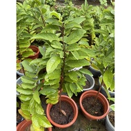 Annona Squamosa (custard apple) real live plant free organic fertiliser 0.5kg free organic soil 3kg