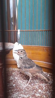 Burung branjangan javanica trotolan