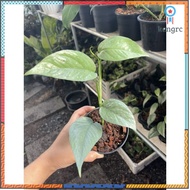 Epipremnum Pinnatum Cebu Blue flashsale ลดกระหน่ำ