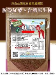 台灣原生種。脫殼紅藜(300g)UCS環球國際驗證/通過屏科大農藥殘留檢測,來自台灣茂林國家風景區*mami的魔法廚房