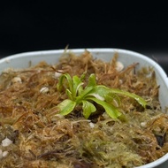 DM Siberia Variegated Venus Flytrap