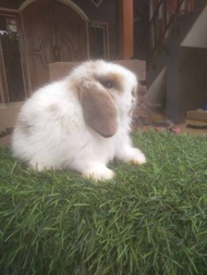 Packing + Kelinci Holland Lop