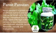 pansit pansitan  organic herbs