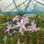 Society garlic Pokok Kucai Ungu