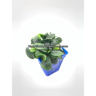 CHINESE FLYERS - NANA FLYERS - SMALL LEAF FLYERS / STICKED STONES, BEAUTIFUL BACKGROUND PLANTS (LITT