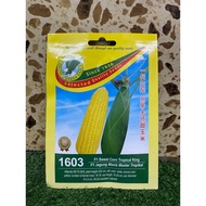 Benih Jagung Manis/Sweet Corn Green Eagle 1603 Hibrid F1 (5gm)