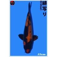 Hi Utsuri Import Ikan Koi Size 23 cm Shinoda Koi Farm Jepang