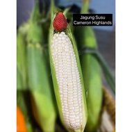 Jagung Putih Cameron Highlands （10pcs)White Sweet Corn 金马伦白玉米 - DIRECT SHIP FROM CAMERON