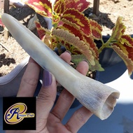 pipa once cangklong taring duyung asli RG 1166