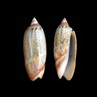 Blotchy Ancillary Olive 12pcs Seashell - craft Seashell - Collect - Natural SeaShells - Sea Shell - 