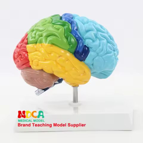 Human Half Brain Anatomy Model Life Size Colored Anatomical Brain Model Medical Teaching Tools