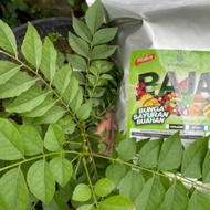 Baja SB Pokok Kari Untuk 100pokok Pack 500gram + Free Sudu sukat