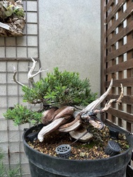 小品盆栽・台灣真柏