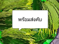 🍃🍃🍃ใบกระท่อมจากกระบี่
(ใน 1 ชุด มี2ขนาด 
กลางเเละใหญ่รวมกัน)
กระท่อมคัดใบสวย แน่นใบเเก่จัด ใบตรงปก เต็มกิโลแน่นอน สรรพคุณเเก้ปวดเมื้อย ลดเบาหวานความดัน 

จัดส่งภายใน1-2วันของเก็บสดไม่มีค้างวัน

 (หากไม่พร้อมรับสินค้าอย่ากดสั่งครับ สินค้าเป็นใบไม้ ของตี