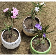 Ruellia Merican (White/ Pink / Purple) in polybag with root Live Plant or seeds