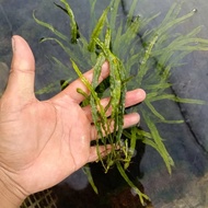 Kadaka Needle / Microsorum Needle Leaf