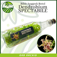 Bibit Anggrek Dendrobium Botolan Spectabile Anggrek Langka Dendrobium Spectabile