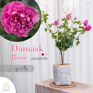 Damask Rose (กุหลาบ มอญสุโขทัย) ดอกกลิ่นหอม - ต้นใหญ่ ถุง 8 นิ้ว / สูง 60-70 ซม. / ไม้ประดับ ไม้ดอก (ต้นไม้)