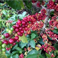 Arabica Coffee Tree...