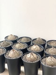 南非龜甲龍｜塊根植物