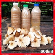 เชื้อเห็ดปลวกกิก น้ำสปอร์และเส้นใยเห็ดปลวกหมู่ ขวด600ml.เชื้อสด พร้อมวิธีปลูก