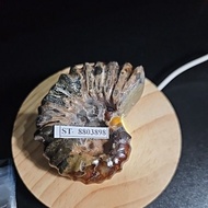 CRYSTAL AMMONITE Madagascar Rough HQ Original