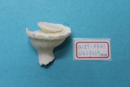 superlin30 a157-0301 瑪娃花仙螺 (32*29*27 mm)